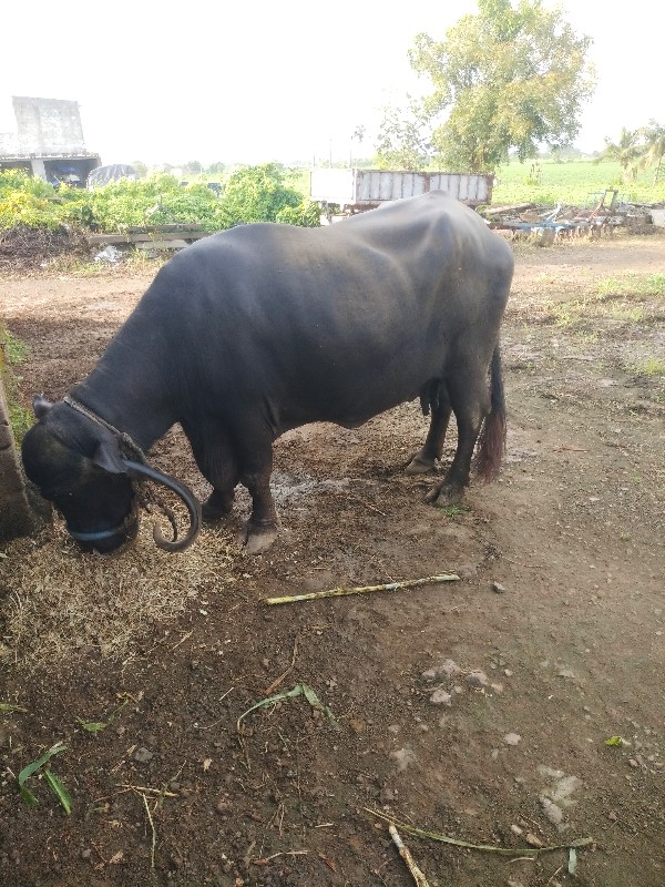 ભેસ વેચવા ની છે