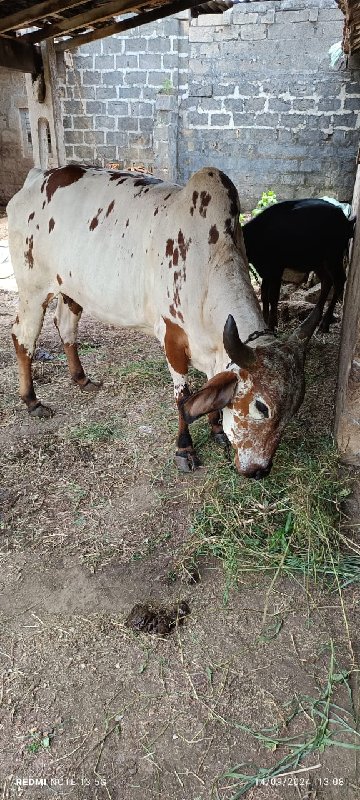 હોડકુ વેચવાનું...