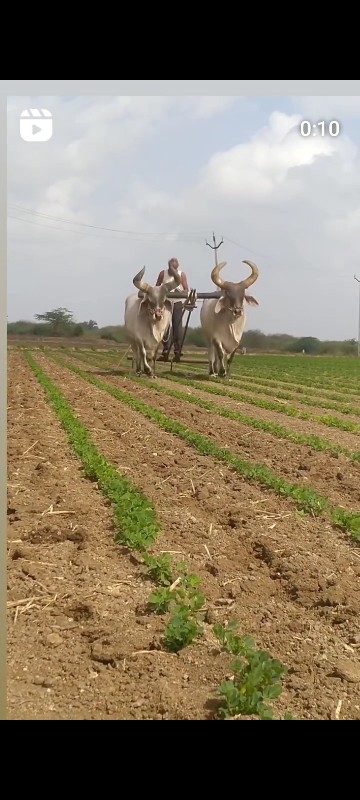 બળદ વેસવા ના સે