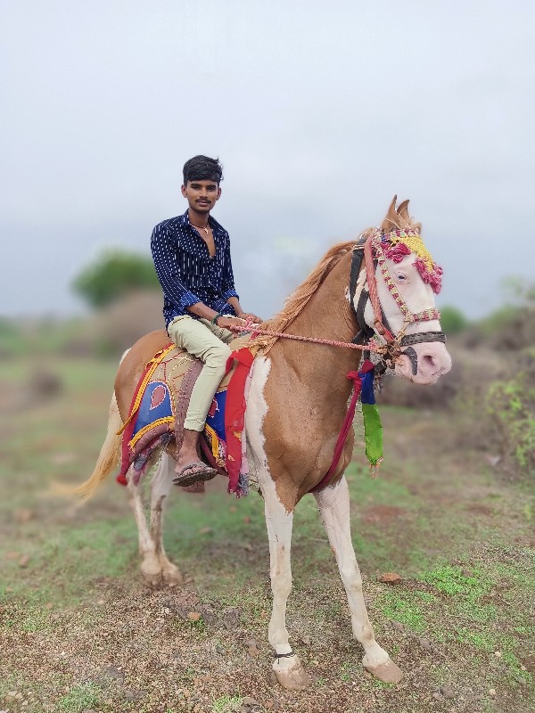 ઘોડી વેચવાની છે...