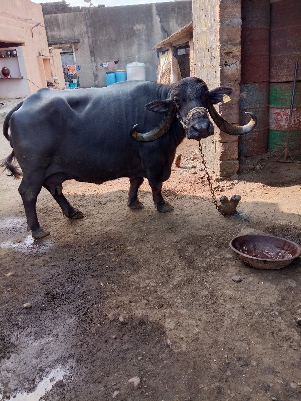 ભેંસ વેચવાની છે