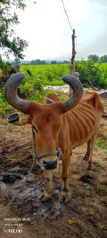 બળદ વેચવાના છે...