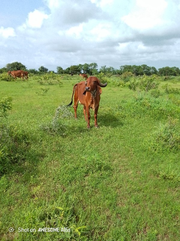 ઓરીજનલ ગીર હોડક...