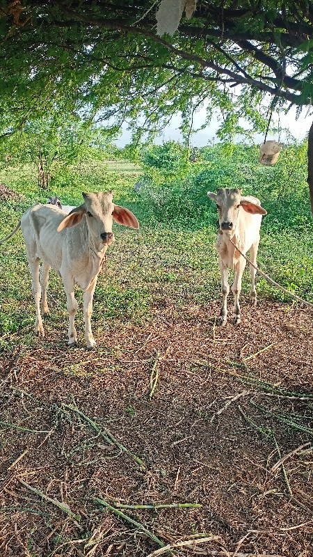 વાછડાં વેચવાના...