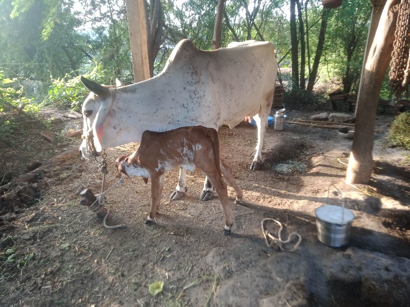 એક.તાજીવીહાલ.બી...