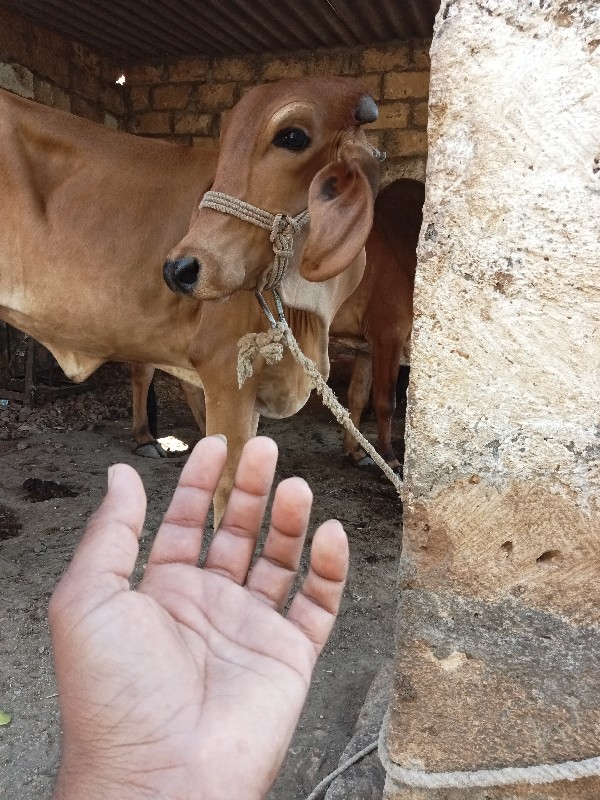 ગીર