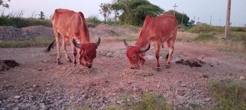 બળદ વેચવાના છે