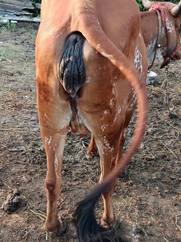 સોનેડી