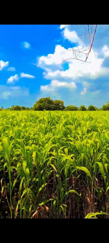 આ ચારુ વેચવાનો...