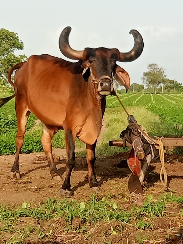 બળદ  વેચવાના છે