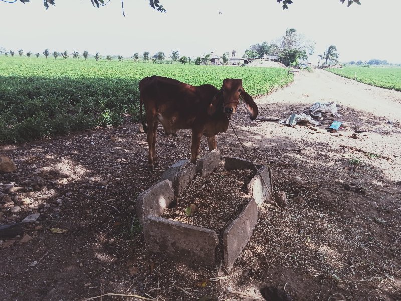 ગાય વેશવાની છે...