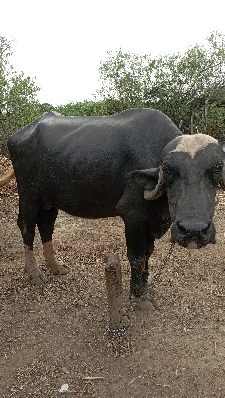 ખડેલુ વેચવાનું...