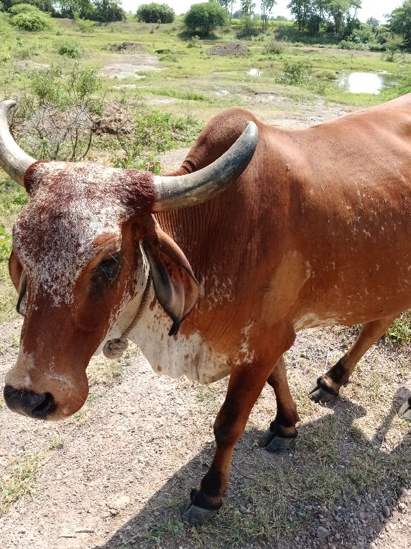 ગાય