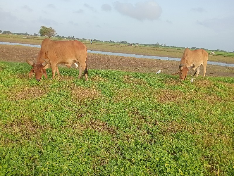 આ ગોઢલા વેચવાના...