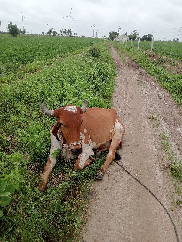 ગોધલા વેચવાના છ...