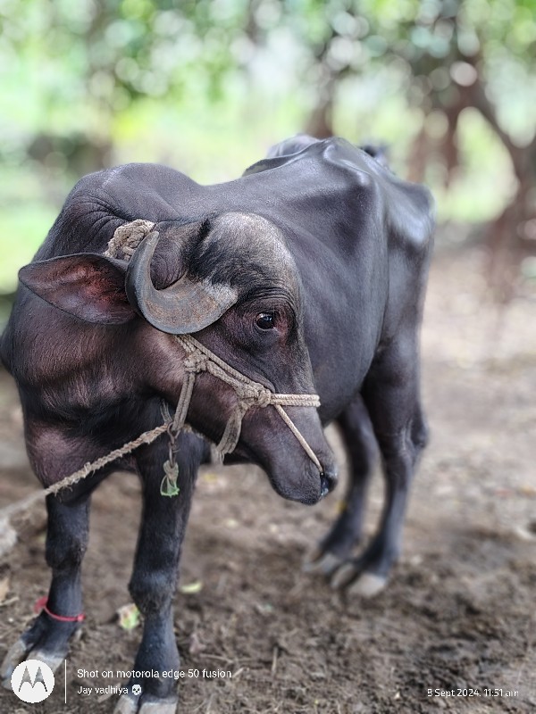 વેચાવ