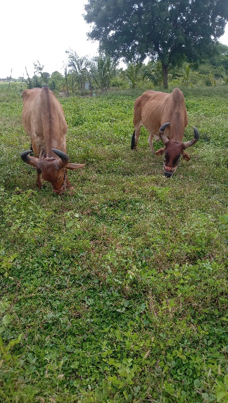 બળદ વેચવાના છે