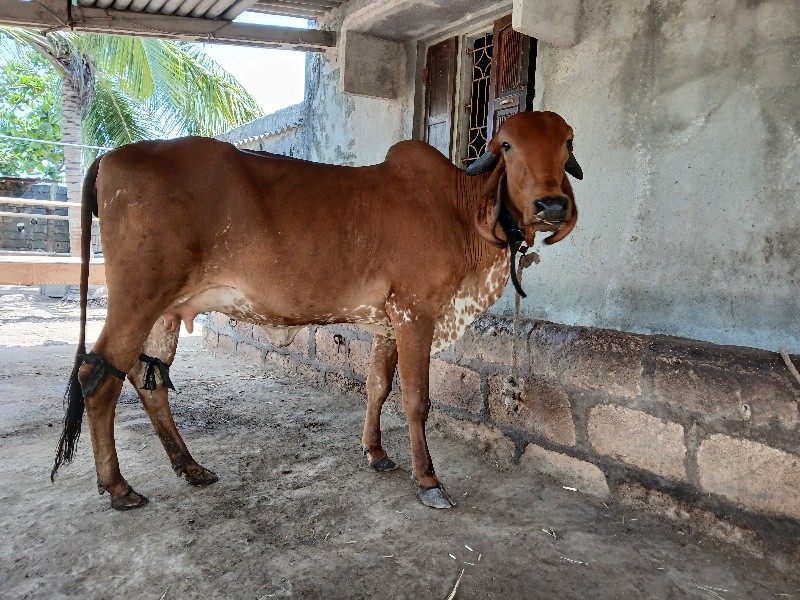 ઓરીજનલ ગીર હોડક...