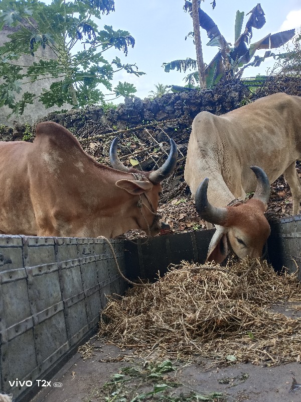 વાજા ભગવાનજીભાઈ