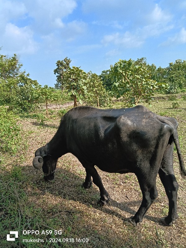 ભેંસ વેચવાની છે