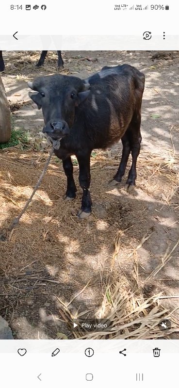 બે પાડીયુ વેચવા...