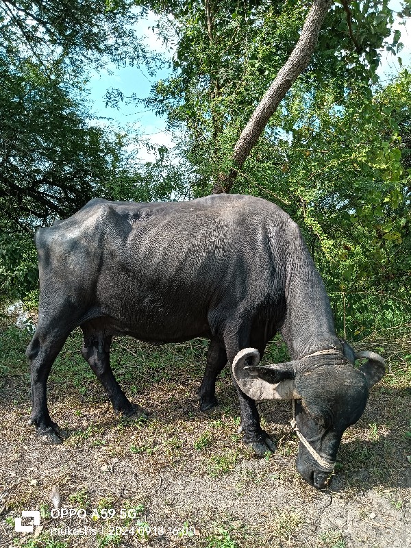 ભેંસ વેચવાની છે