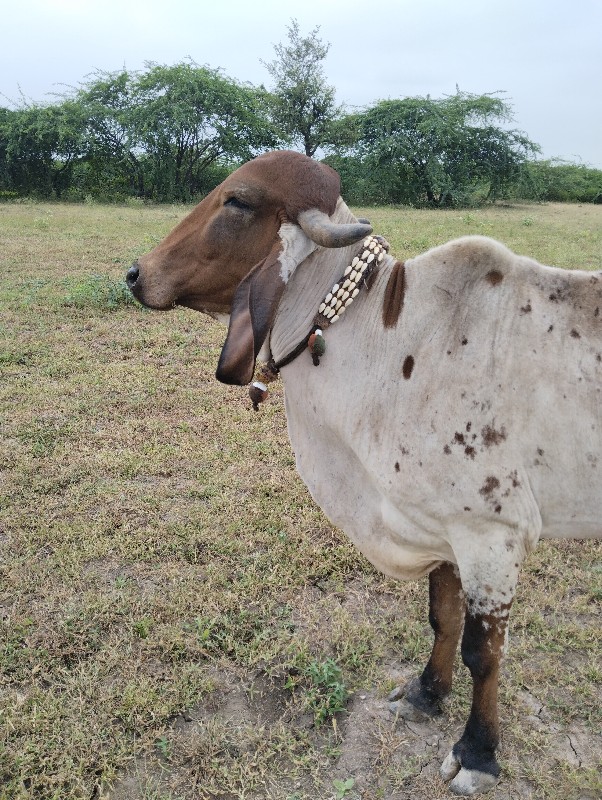 ગીર ગાયું વેચવા...