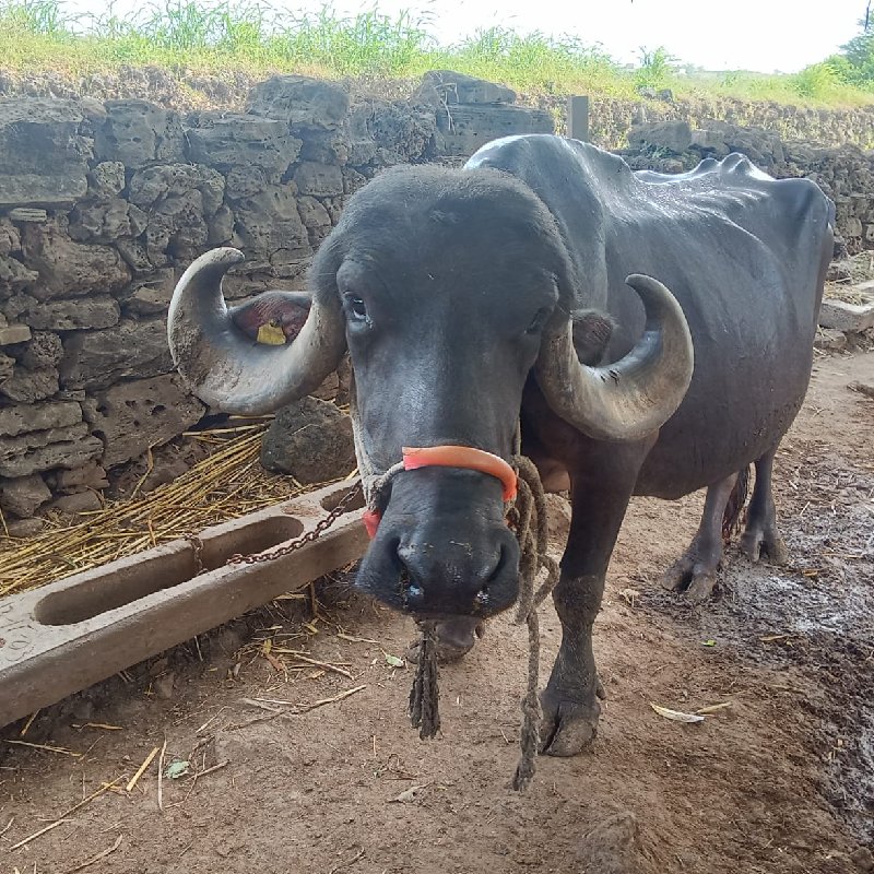 ભેંશ વેચવાની છે