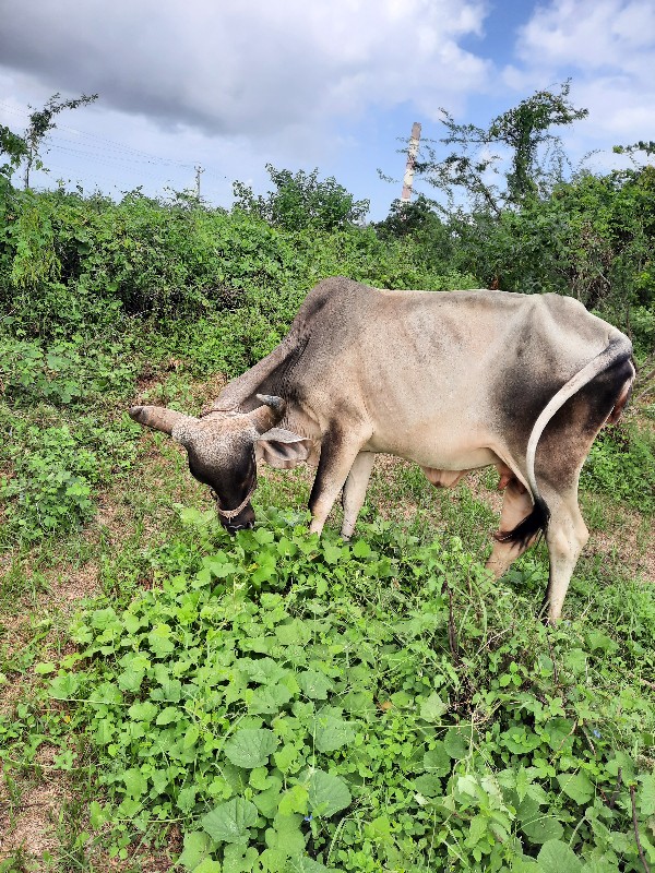 ગાય વેચવા ની છે