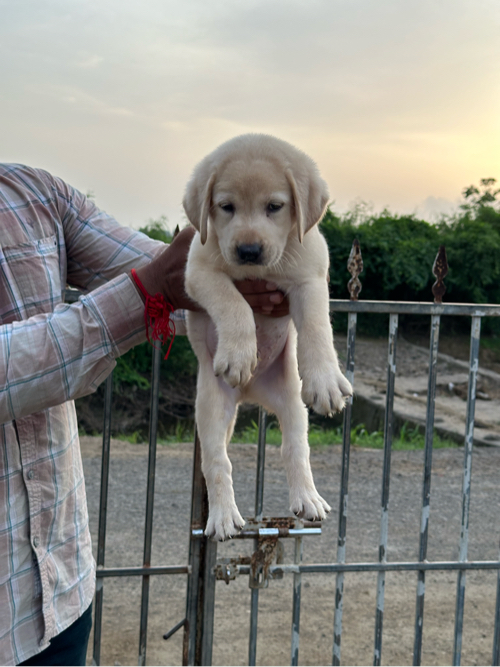 Labrador puppy...