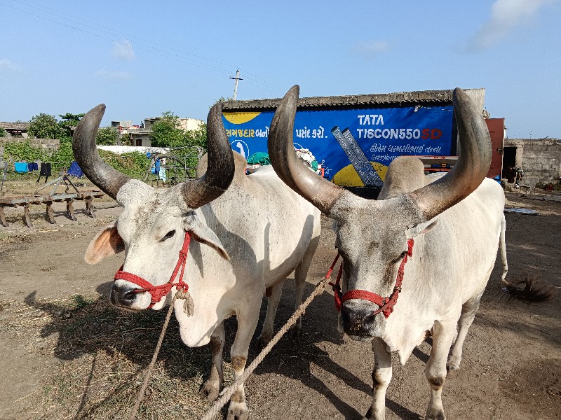 બળદ ગોધલા વાગડ્...