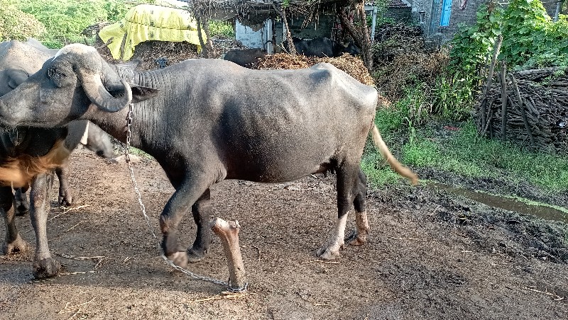 ખડેલુ વેચવાનું...