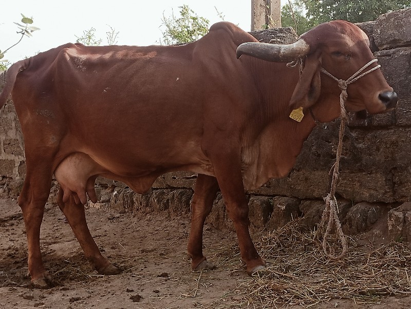 ગીર ગાય વેસવાની...