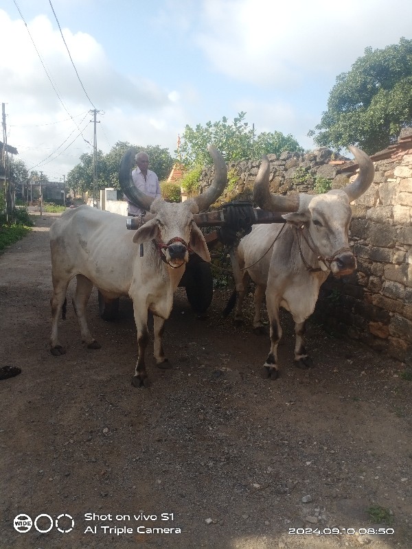 બળદ વેચવાના છે