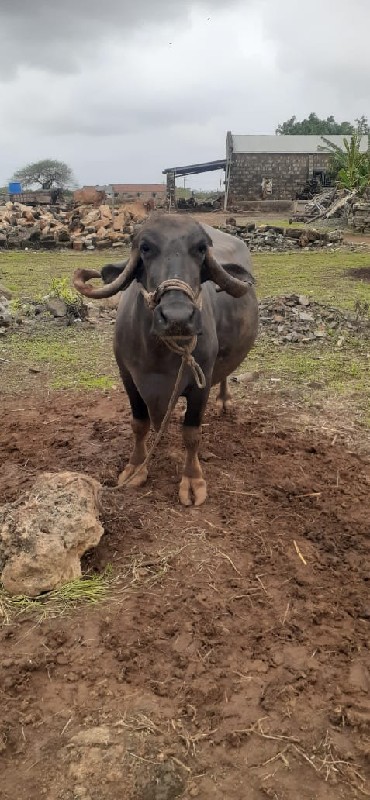 ભેંસ વેચવાની છે