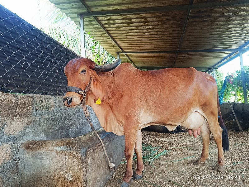 ગાય વેચવાની