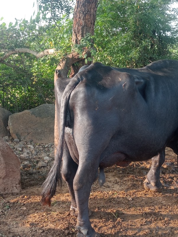 ભેંસ વેચવાની છે