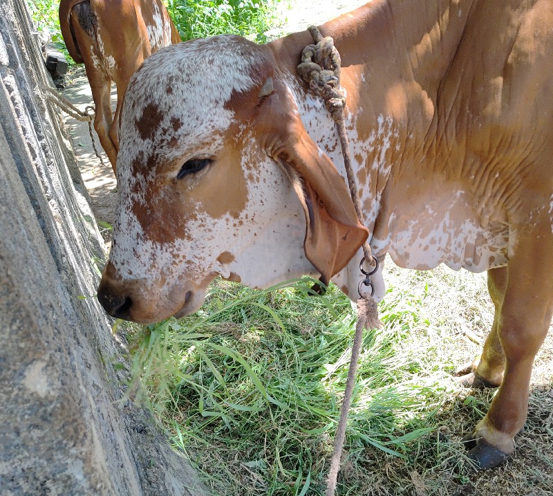 ગીર વાછડી