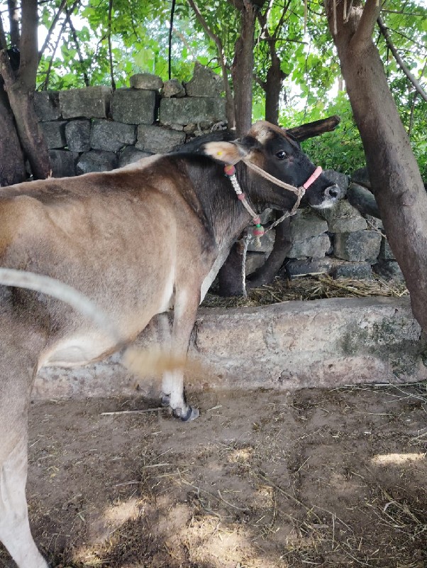 એચ. એફ. ગાય વેચ...