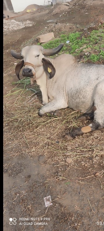 ગીર ગાય વેચવાની...