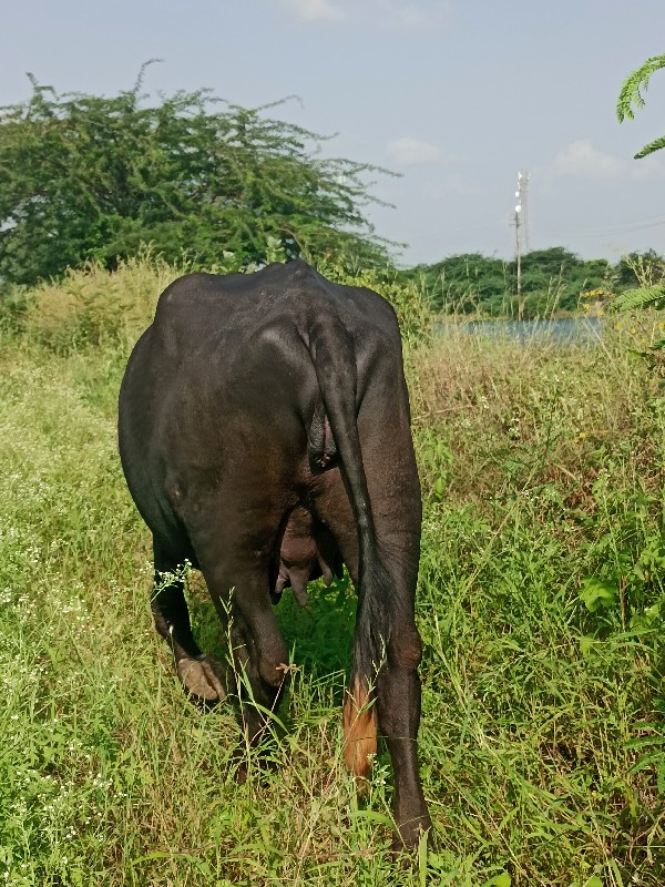 ખડીયા વેચવાના છ...