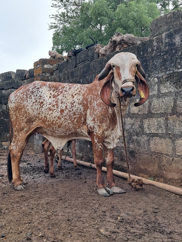 1 વેતર ગીર ગાય