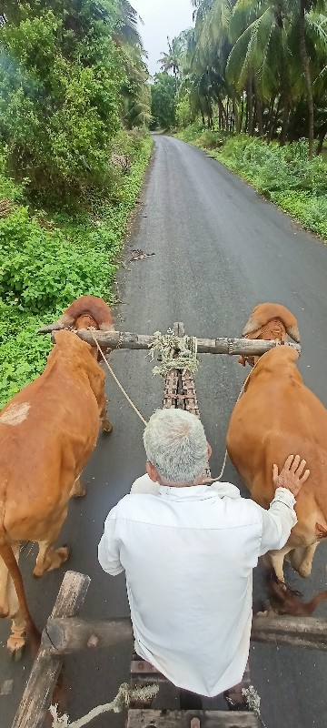 ગોધલા વેચવાના છ...