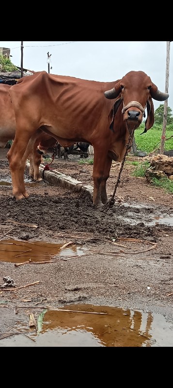 2 ગીર હોડકી  વે...