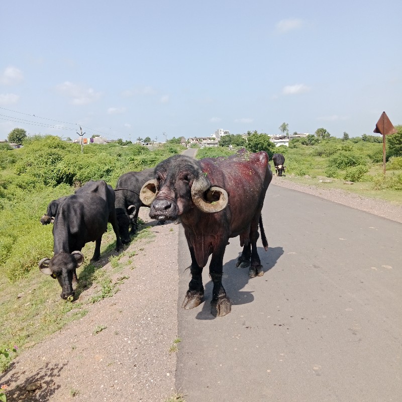 ભેંસ વેચવાની છે...