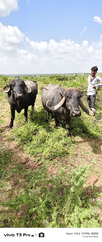 7 દીવસ માં વીયા...