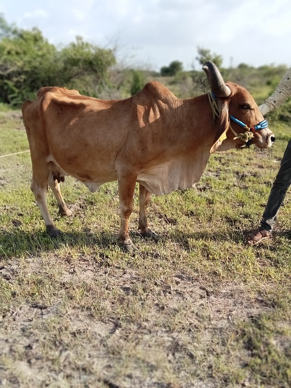 વેચવાની છે સાતા...