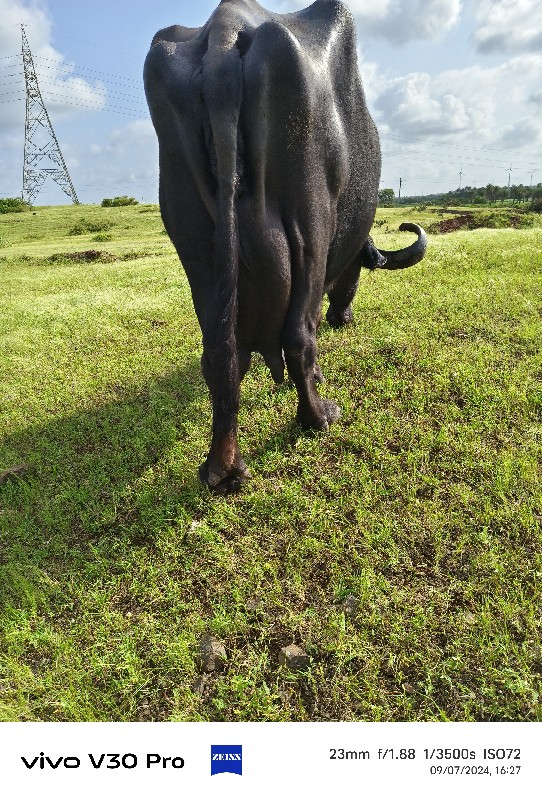 ભેહ વેચવાનીછે