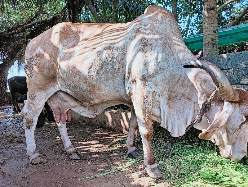 ગાય અને વાંસળી...