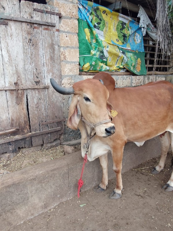 ગાય વેચવાની છે